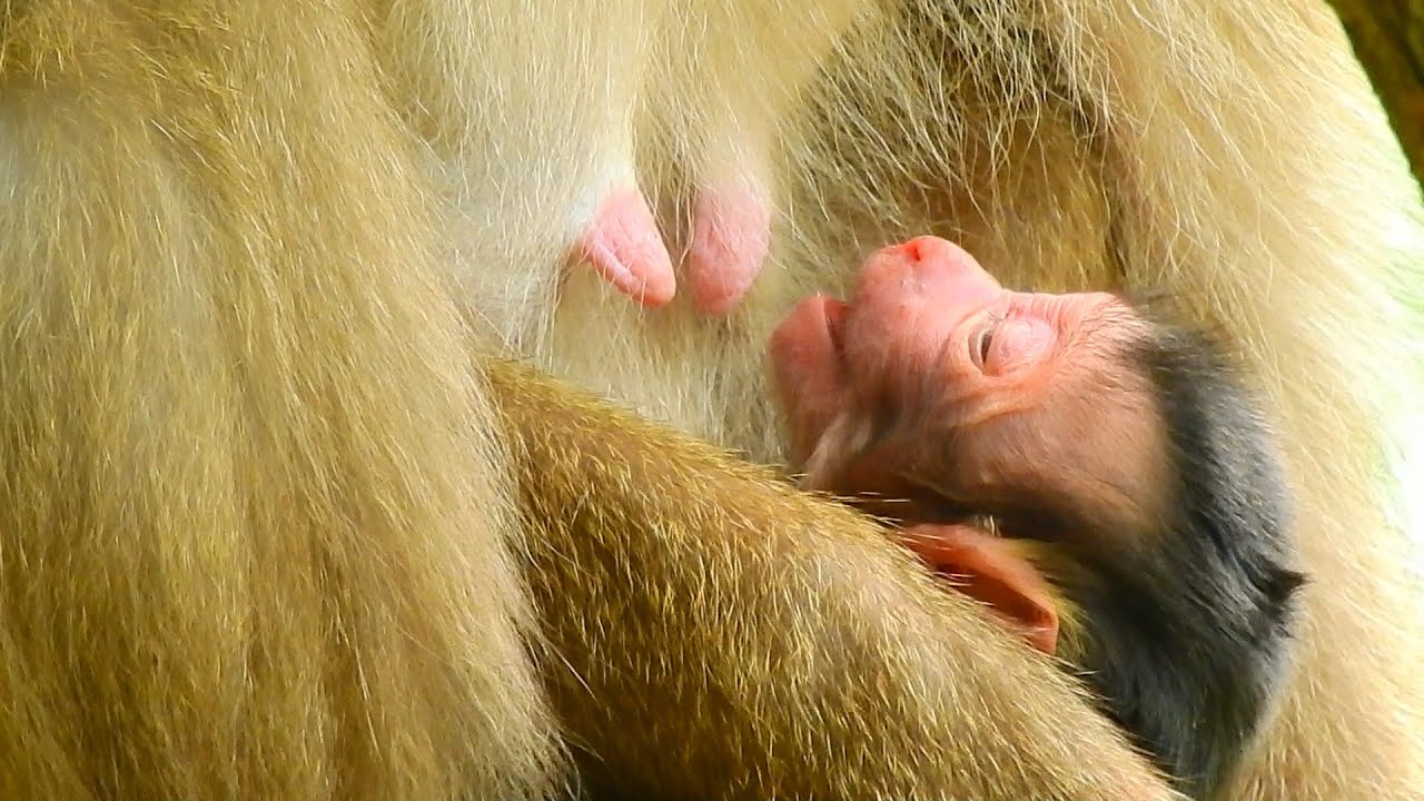 Congratulation to mom Libby finally has successfully safe give birth, God bless mom and her newborn!