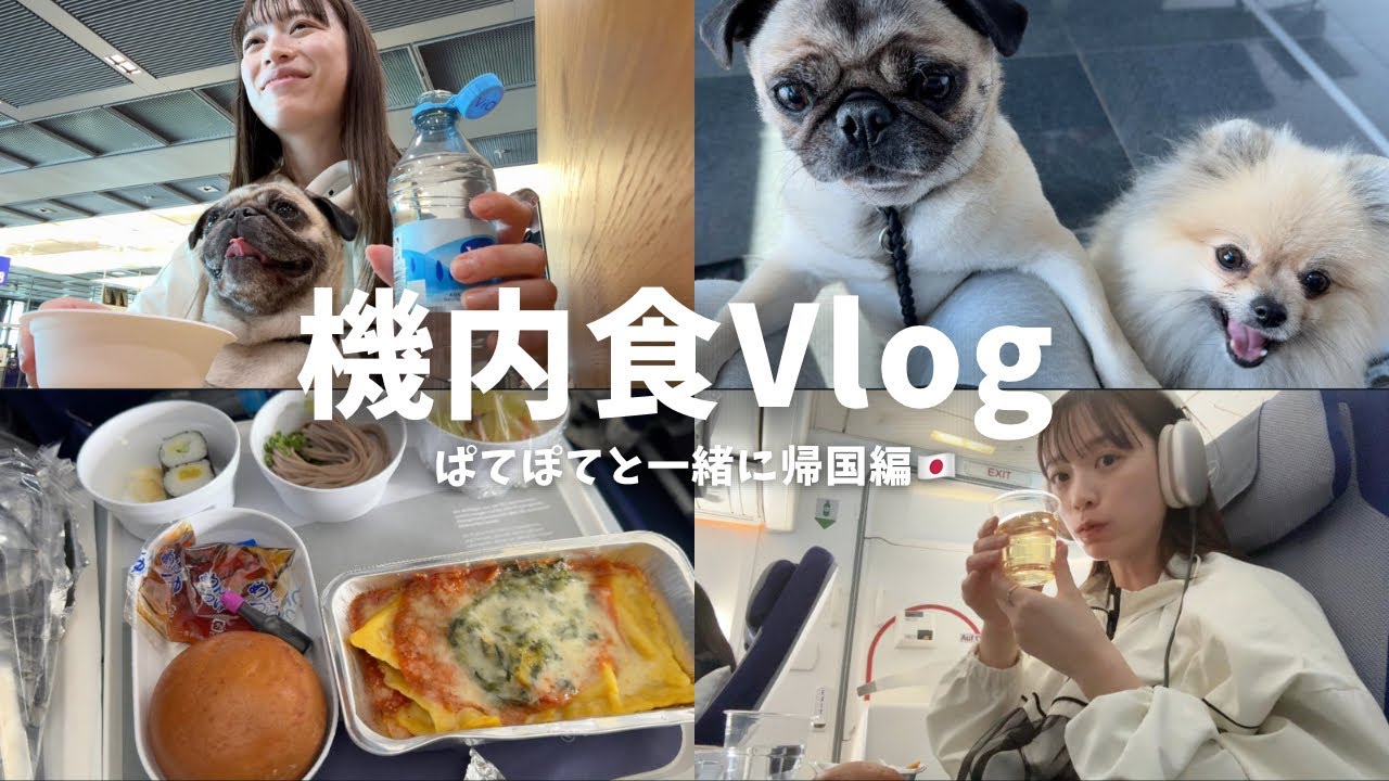 【機内食Vlog】ぱてぽてと一緒に日本に帰る日✈️🇯🇵