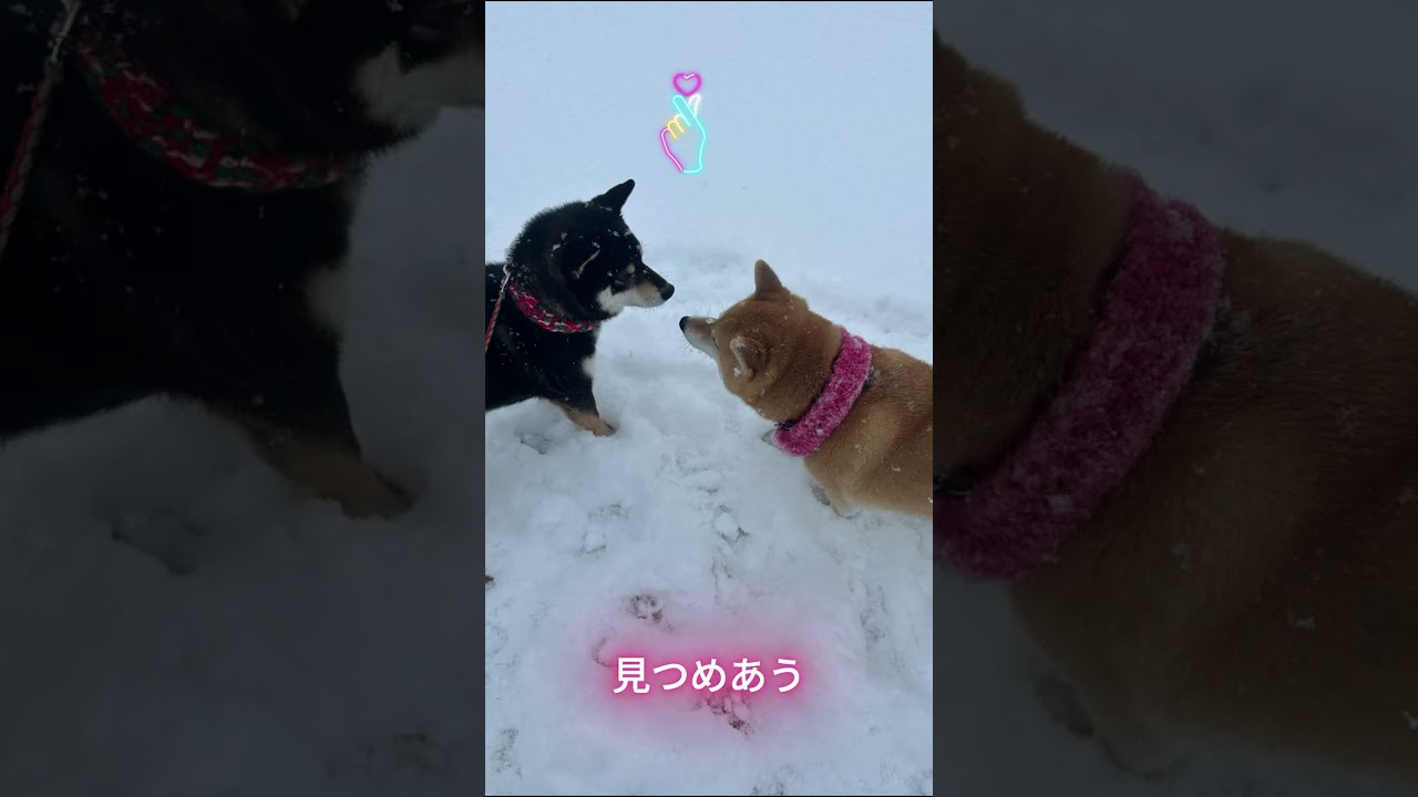 ある雪の日の散歩
