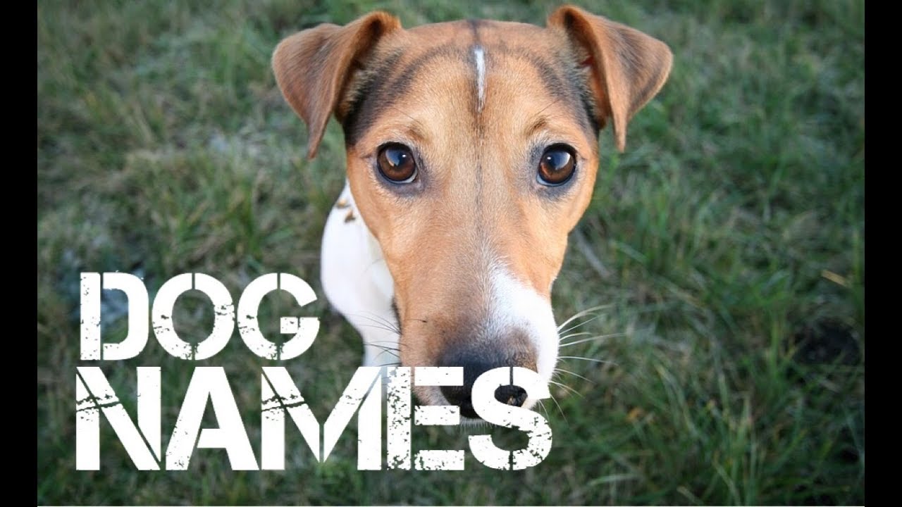 male Dog Names that start with m - YouTube