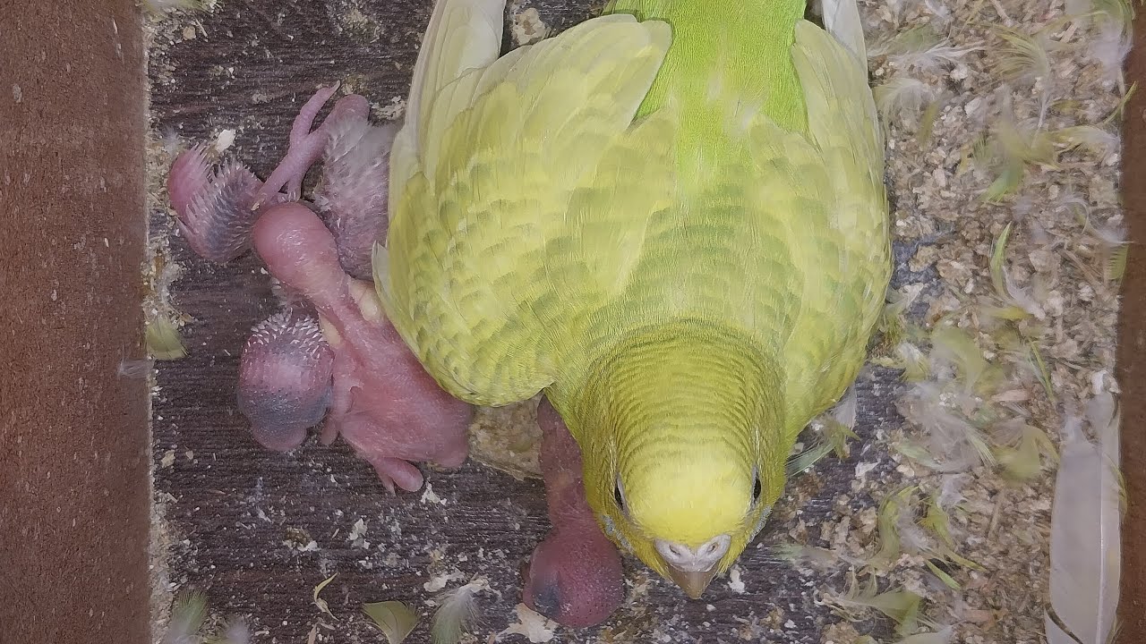 World of Budgie Son Baby 👶 💙 ❤️ 😍 💕 ♥️ 👶 💙 ❤️ 😍 💕 ♥️ 👶 💙
