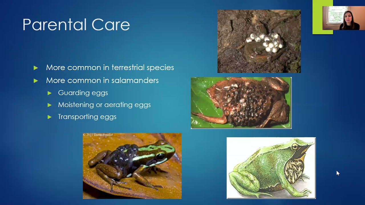 Amphibian Behavior and Reproduction