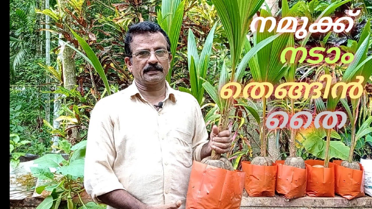 നമുക്ക് നടാം തെങ്ങിൻ തൈ .....