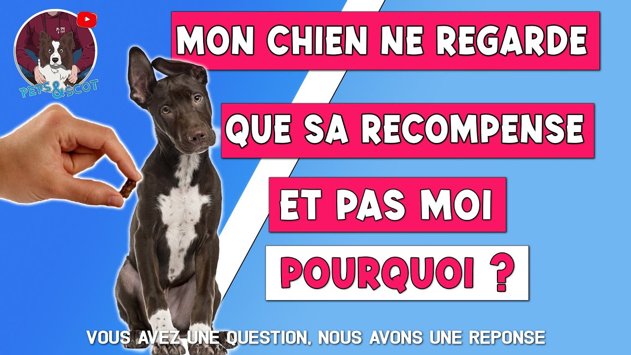 MON CHIEN NE REGARDE QUE LA RÉCOMPENSE ET NE ME REGARDE PAS