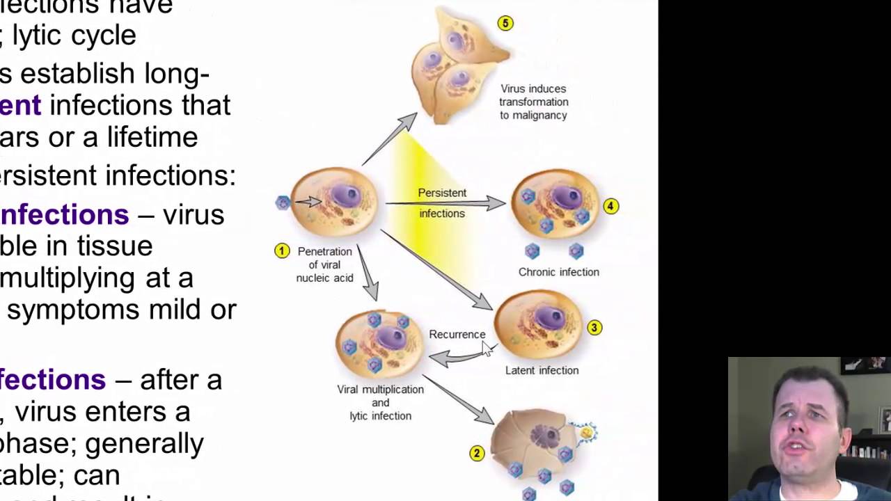 Chapter 24 - DNA Viruses of Medical Importance