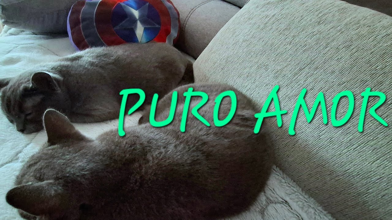 Puro AMOR #love #amor #amore #amour #cute #beautiful #cat #catvideos #gatos #michis 