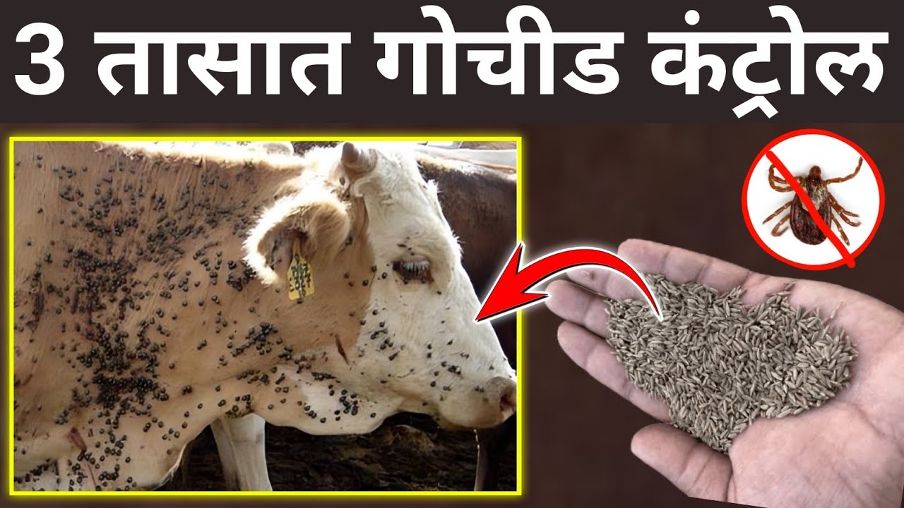गोठ्यात एकही गोचीड शिल्लक राहणार नाही |tick,remove चिचड,कलनी|profitable dairy farming tips marathi