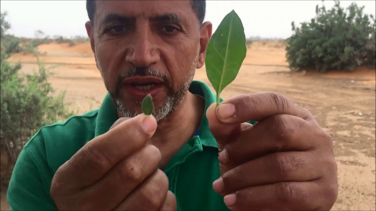 العوسج شجر الجن  وشجر الغرقد Lycium shawi - Nitraria retusa