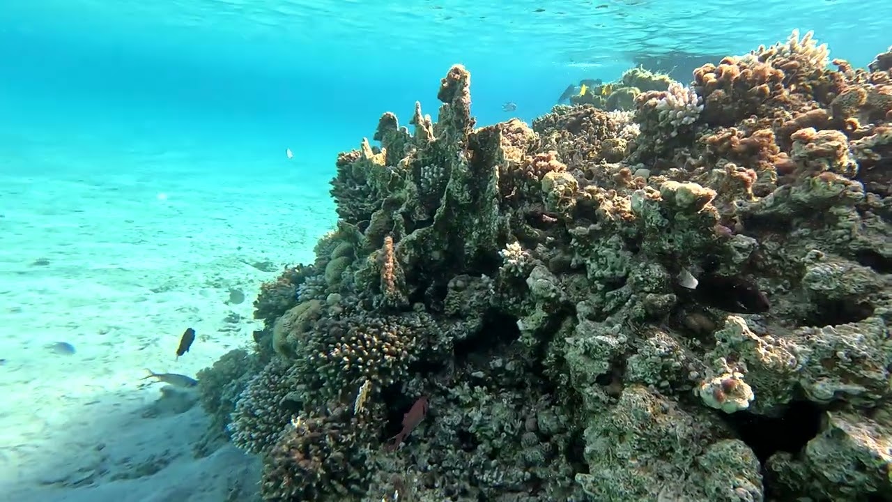 Snorkeling la Al Kasr Sahl Hasheesh Resort