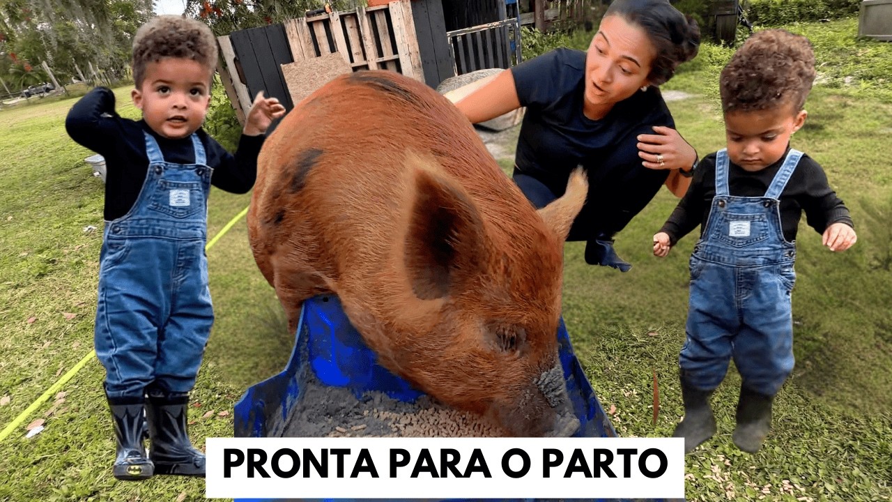 OS PORQUINHOS VAO NASCER