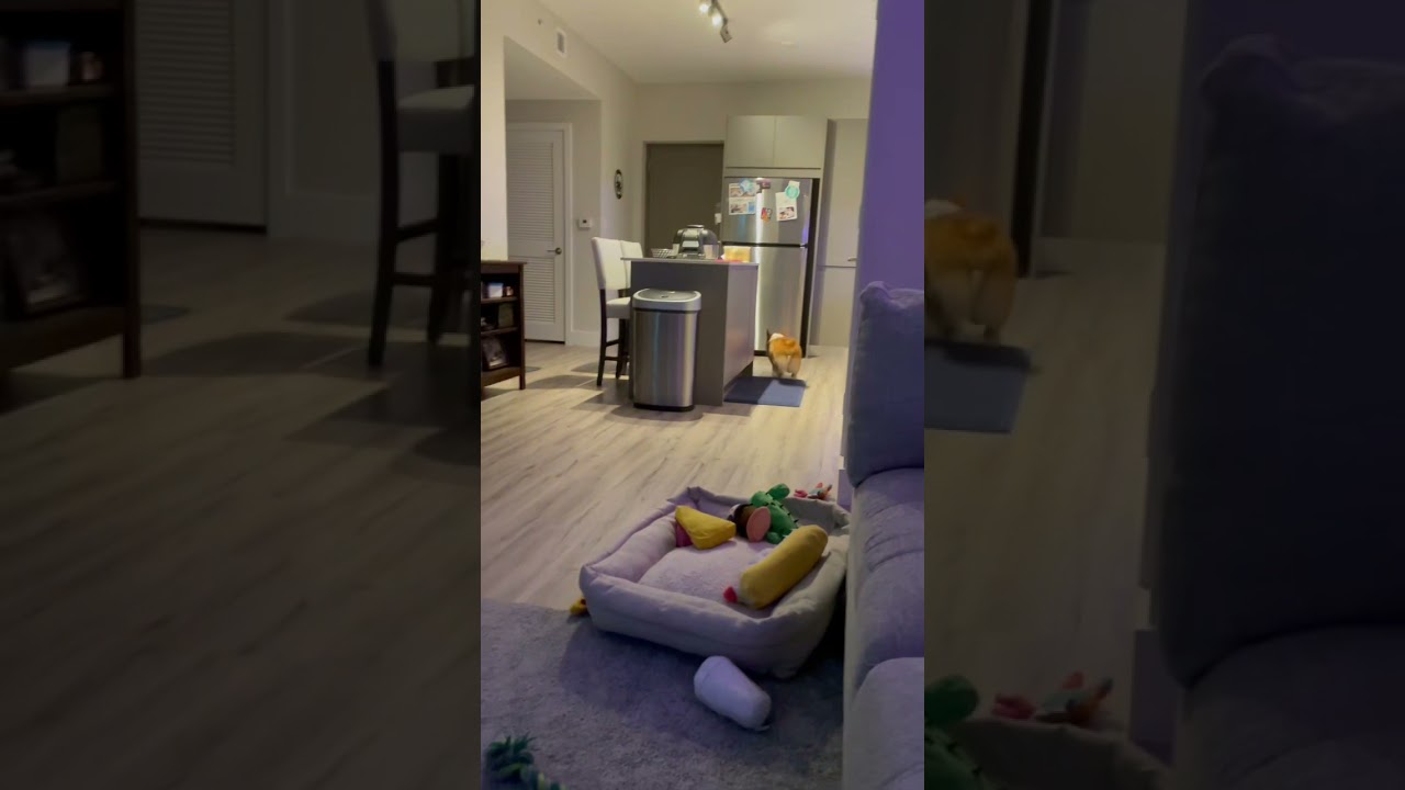 Zoomies with a Dish Towel | Crazy Corgi Dog Energy!