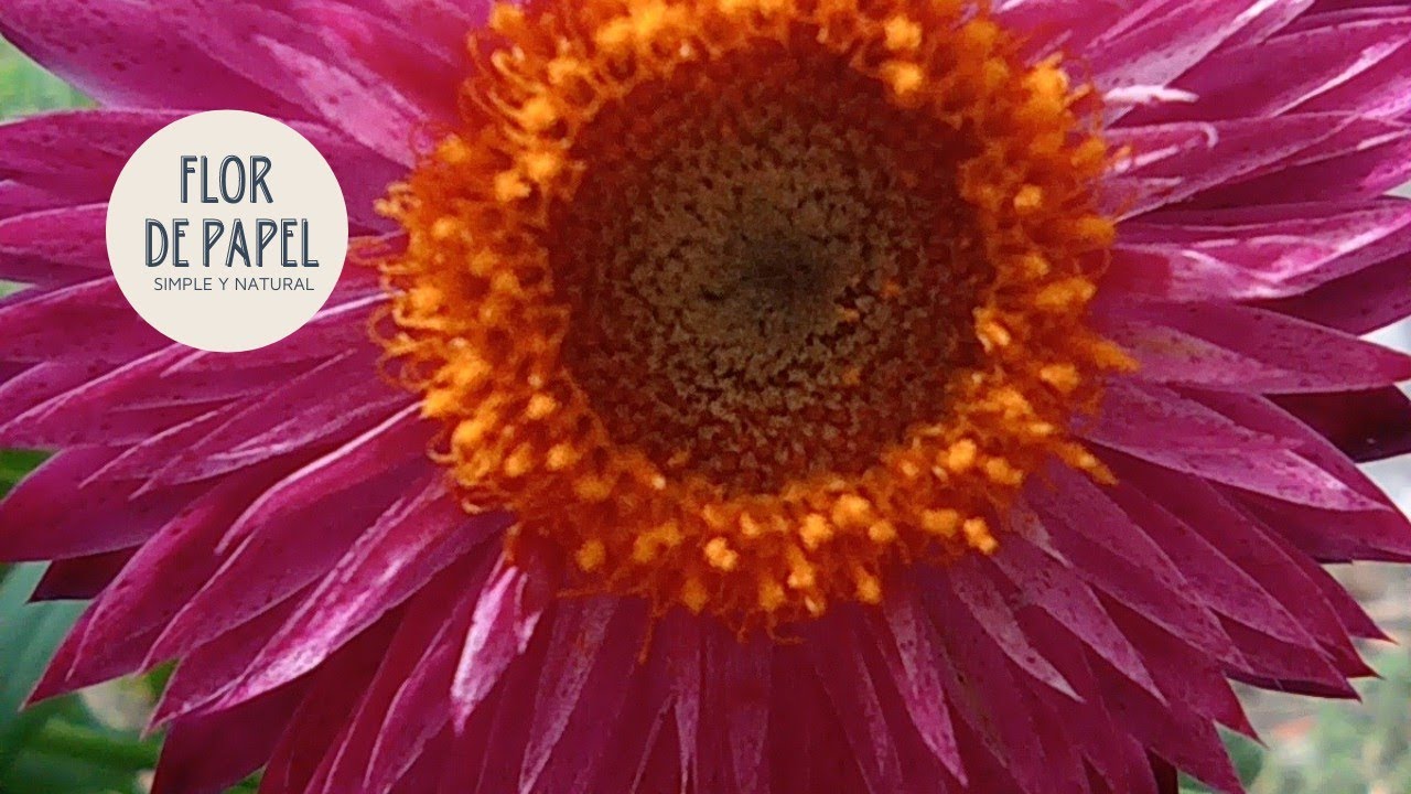 Como cultivar FLOR DE PAPEL 🏵️/ Siempreviva/ helichrysum bracteatum