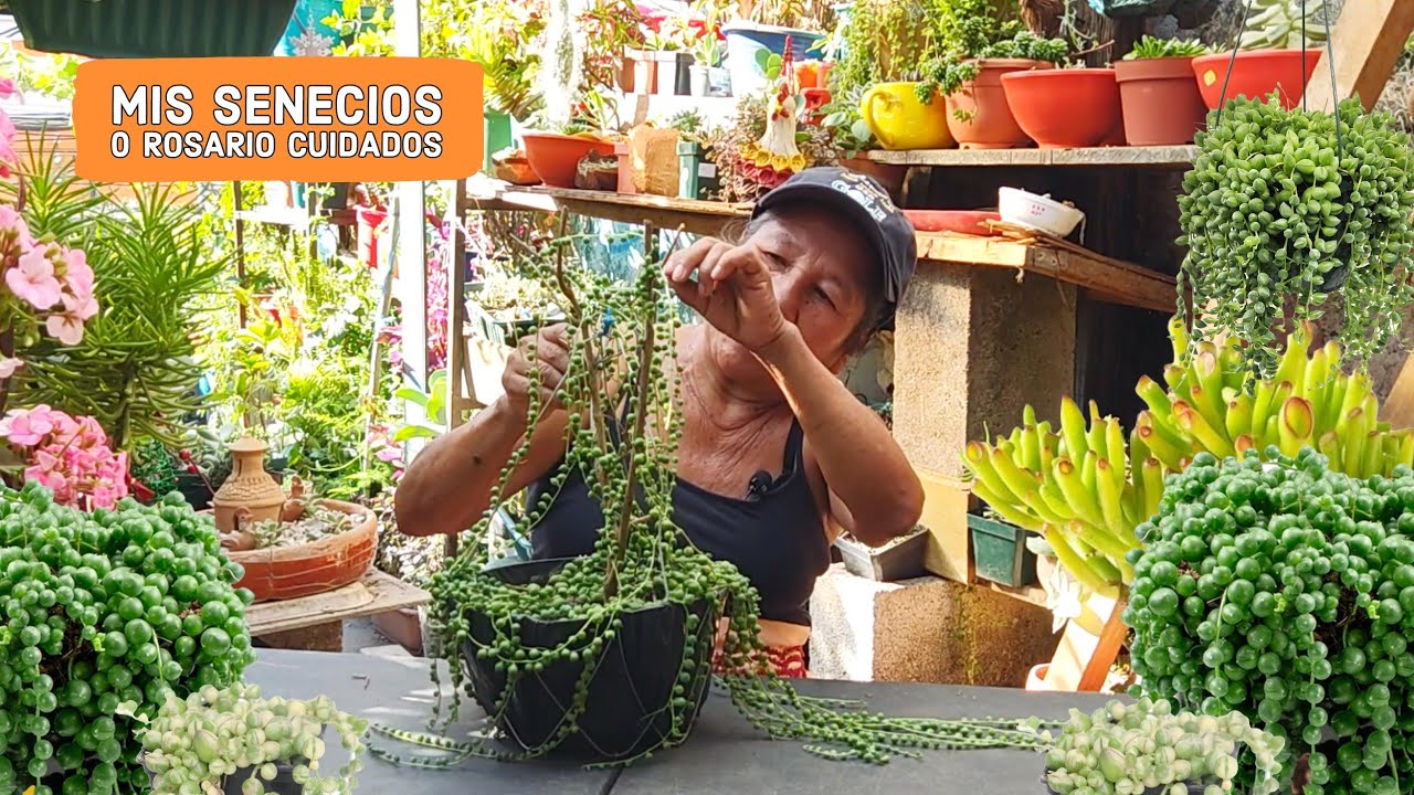 Mis hermosos SENECIOS ROSARIO / CUIDADOS DEL SENECIO ROSARIO / 2 Variedades del senecio rosario