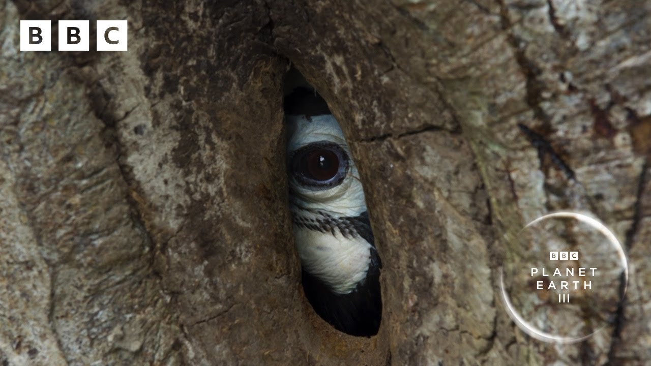 Devoted hornbill couple turn nest into fortress 🌳 | Planet Earth III - BBC