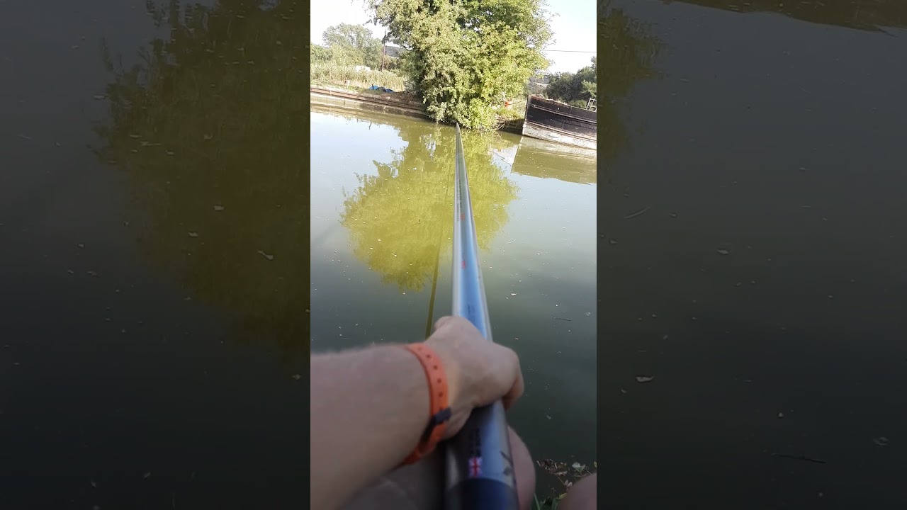 Roach on the pole using hemp #fishing #matchfishing #canal #roach #seed