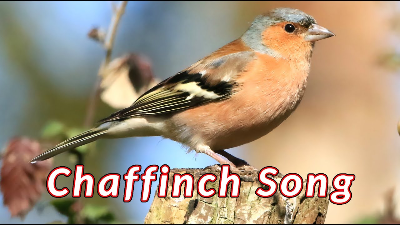 Chaffinch Song - Bird sounds - the sounds that a Chaffinch makes