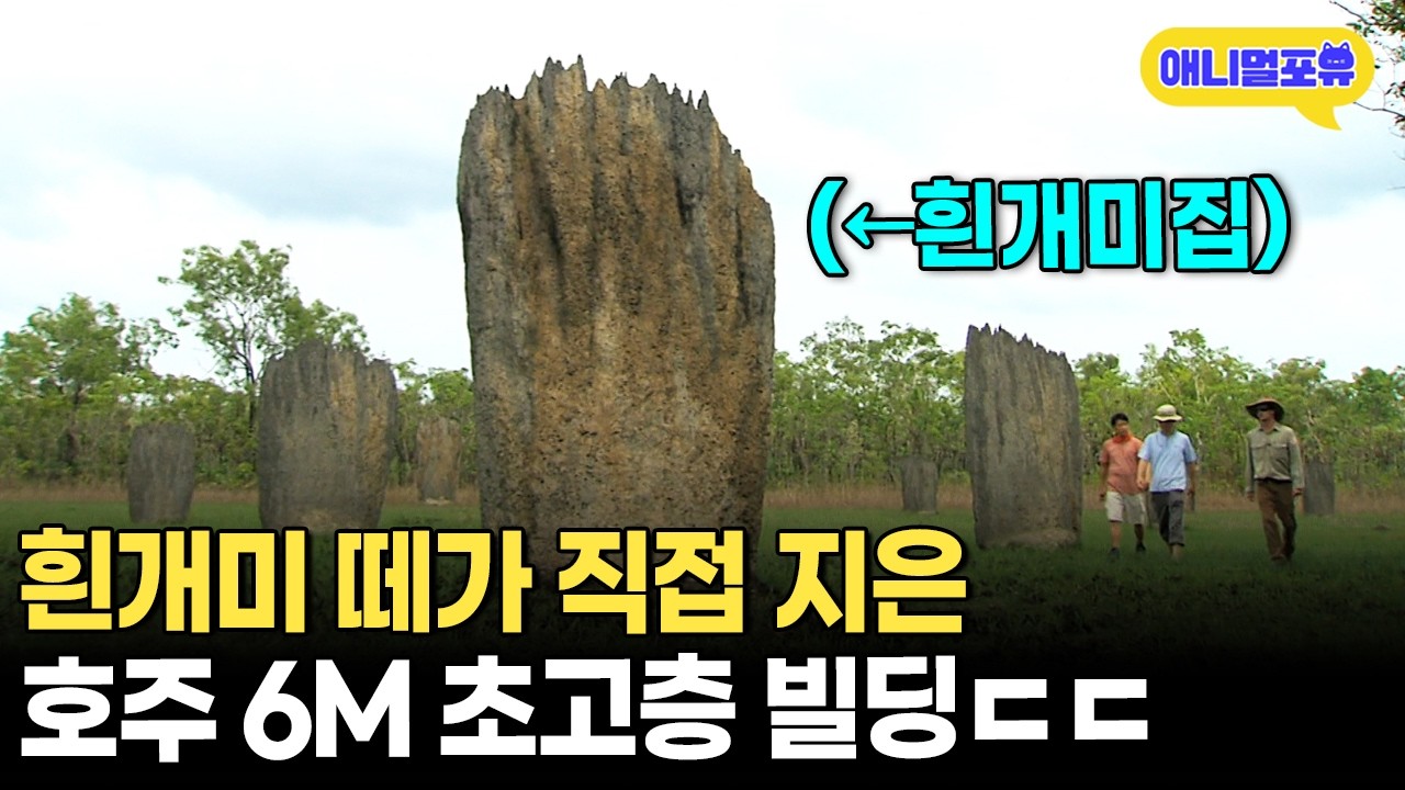개미집 높이가 6m? 역대급 스케일 자랑하는 개미집 건축 과정ㅣKBS 동물의 건축술 160717 방송
