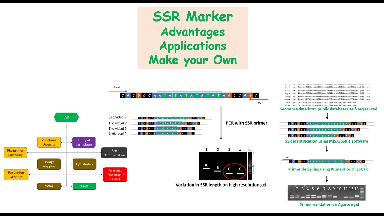 SSR Marker? Causes of SSR variation? Advantages, how to design SSR marker?
