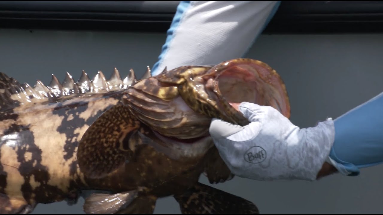 Goliath Groupers Return to the Mangroves | Saltwater Experience