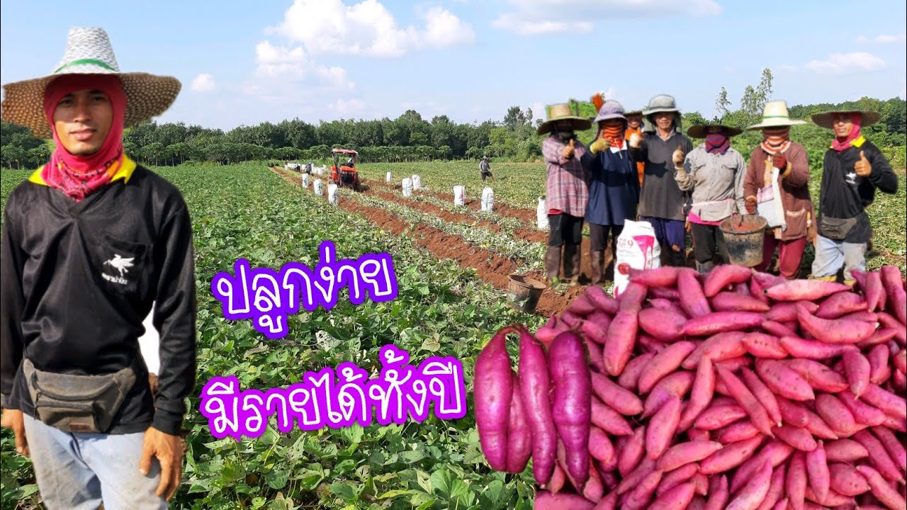 ปลูกมันหวานญี่ปุ่นขาย#รายได้ดีปีละล้าน..เกษตรวัยรุ่น