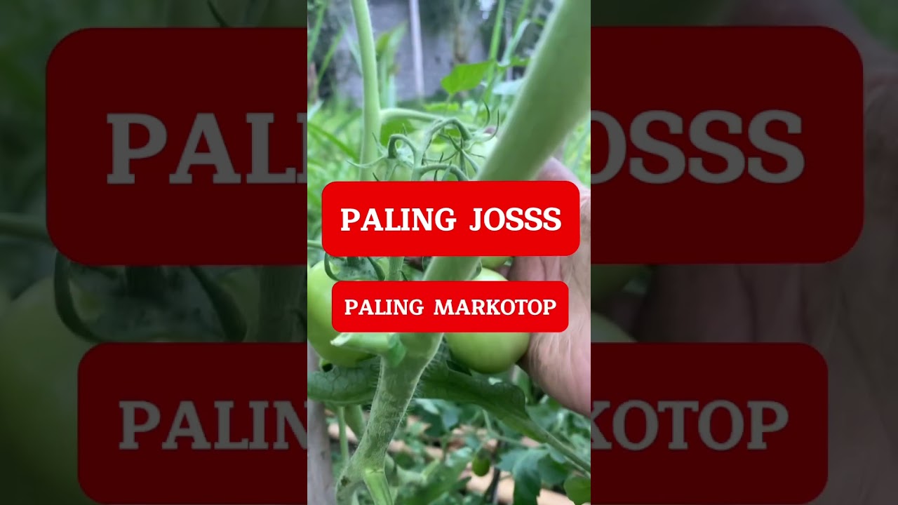 Pupuk fase generatif tomat