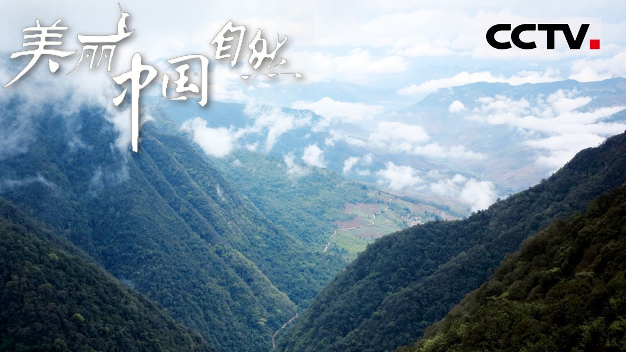 【ENG】哀牢山恐龙河自然保护区里竟然有这么多美丽的动物 绿孔雀 戴胜 红尾水鸲......《美丽中国自然》哀牢山系列【CCTV纪录】