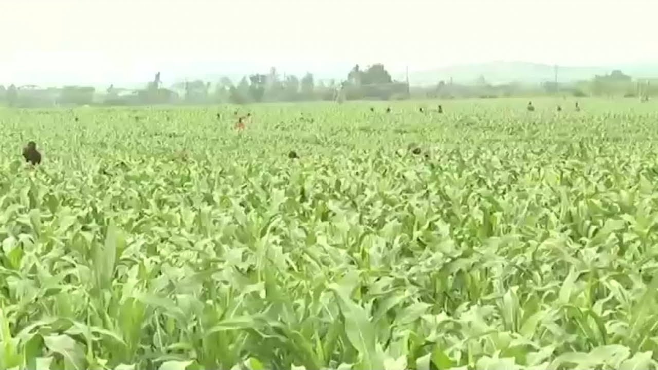 Afrique, LA TECHNOLOGIE AU SERVICE DE L'AGRICULTURE