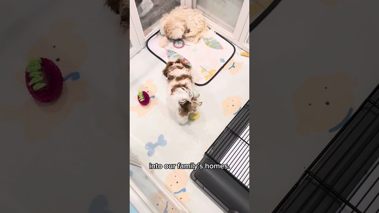 Brilliant Pad indoor dog potty is easy to use, mess free for puppy potty training