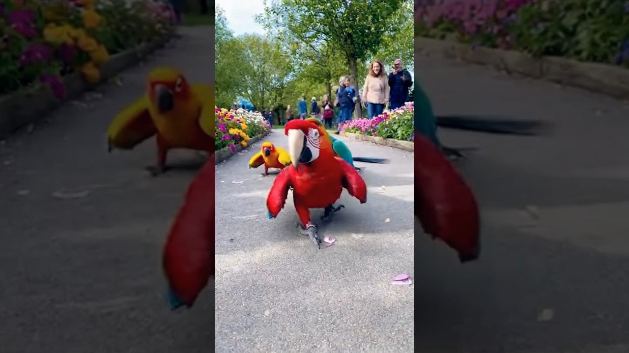 Colorful Parrot Strolling Like a Boss 🦜✨ #birdshorts #wildlife #birdsong #parrottalking #birds