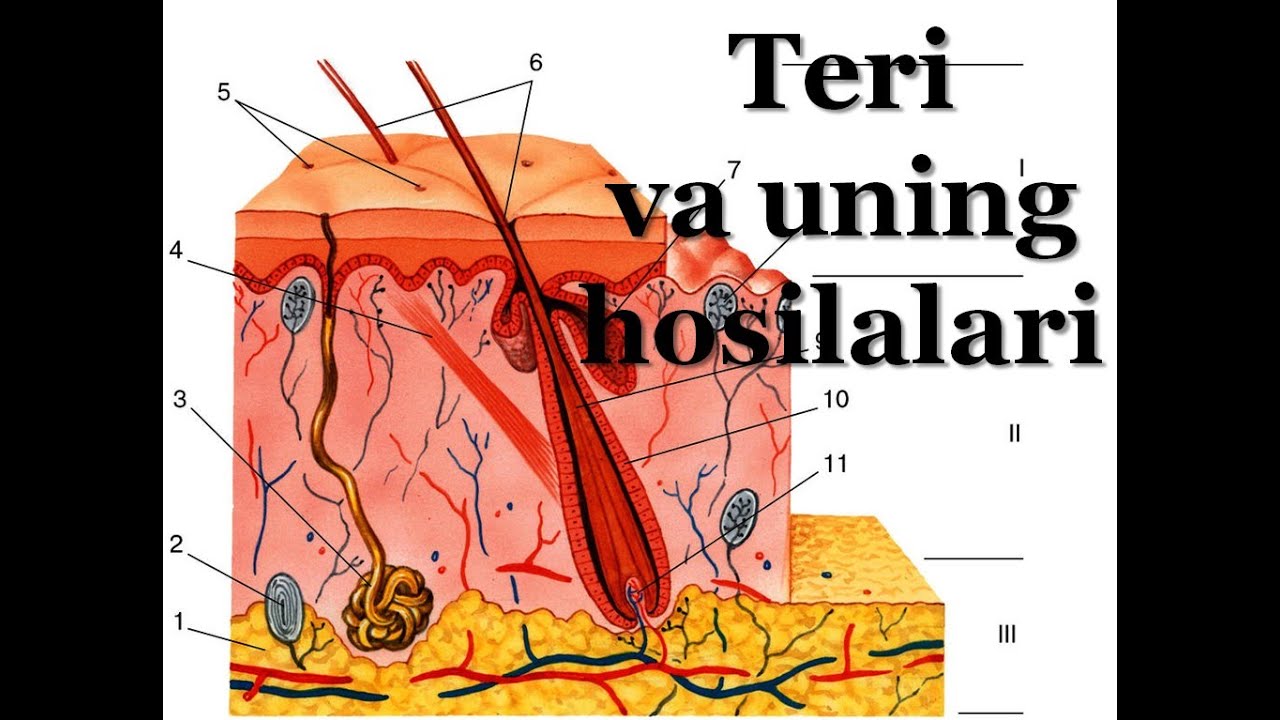 Teri va uning hosilalari