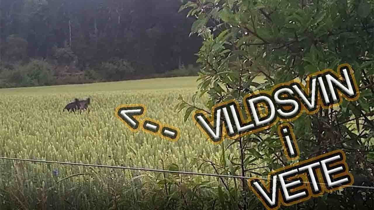 VETE-JAKT på VILDSVIN