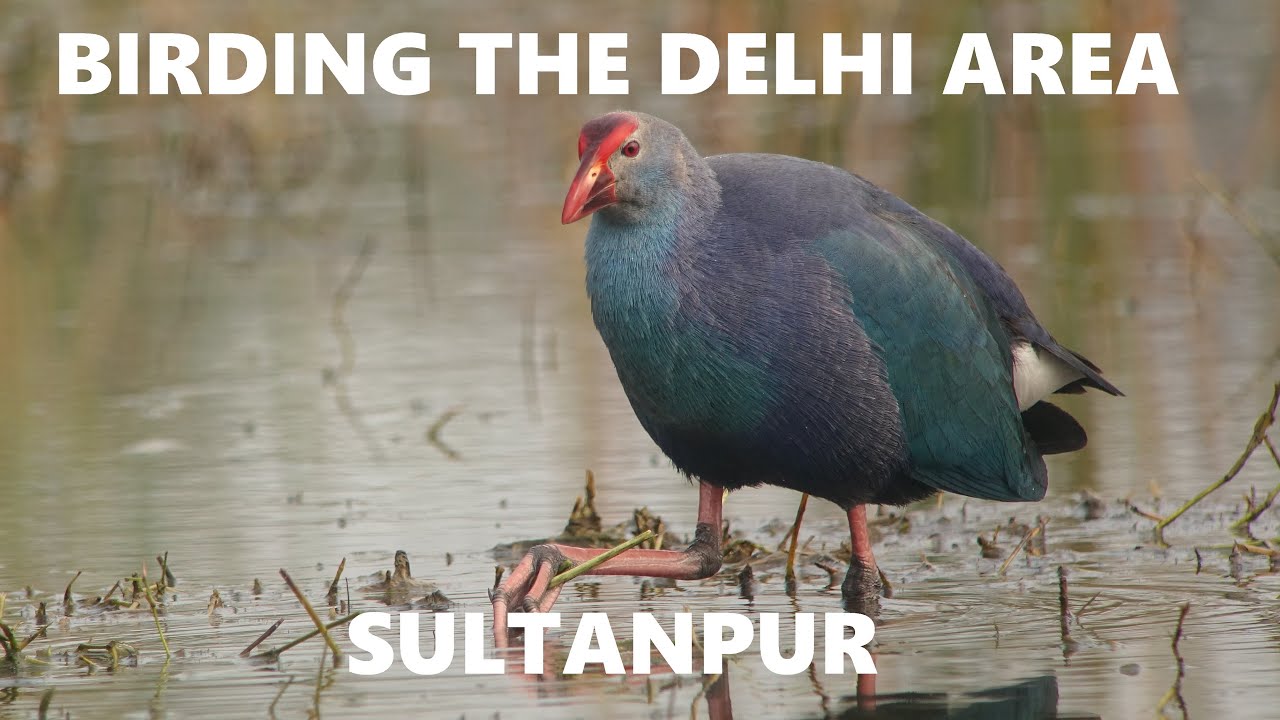 BIRDING WESTERN INDIA: THE DELHI AREA- SULTANPUR