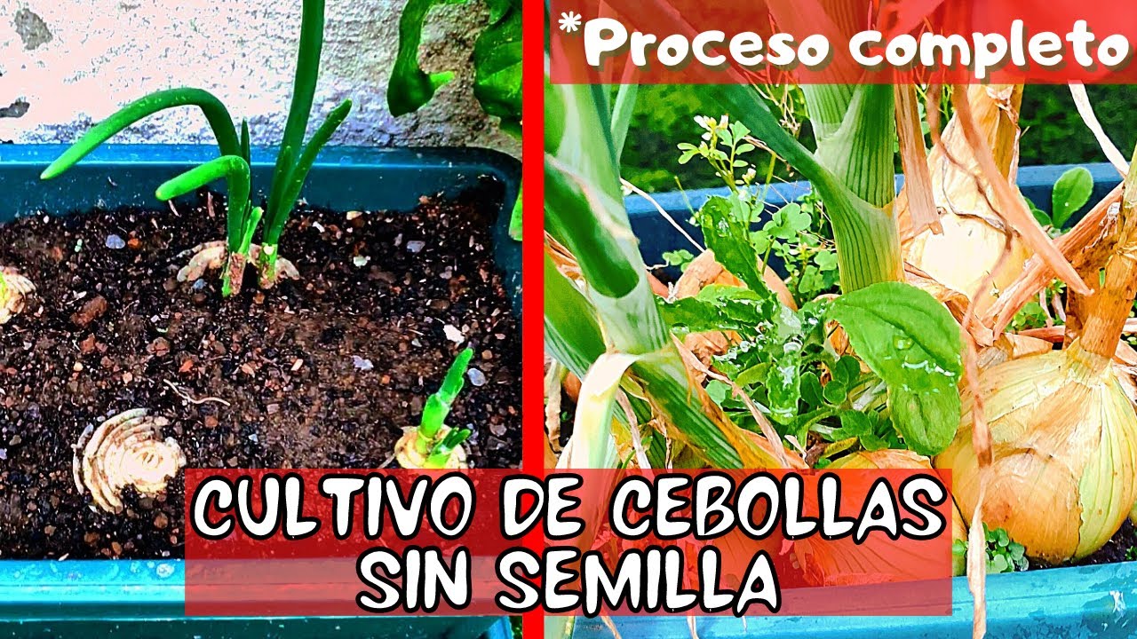 Como sembrar CEBOLLAS SIN SEMILLA  paso a paso en MACETA