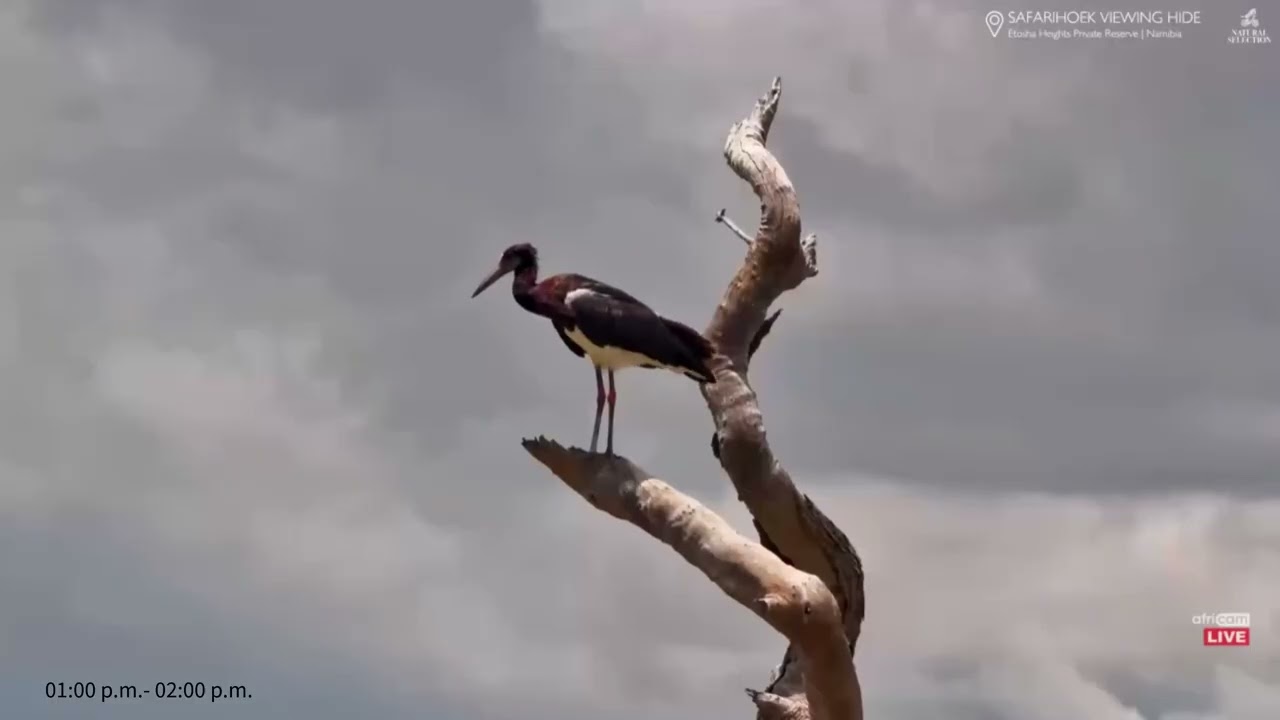 Safarihoek, Wildlife Cam, Namibia 2026/02/12