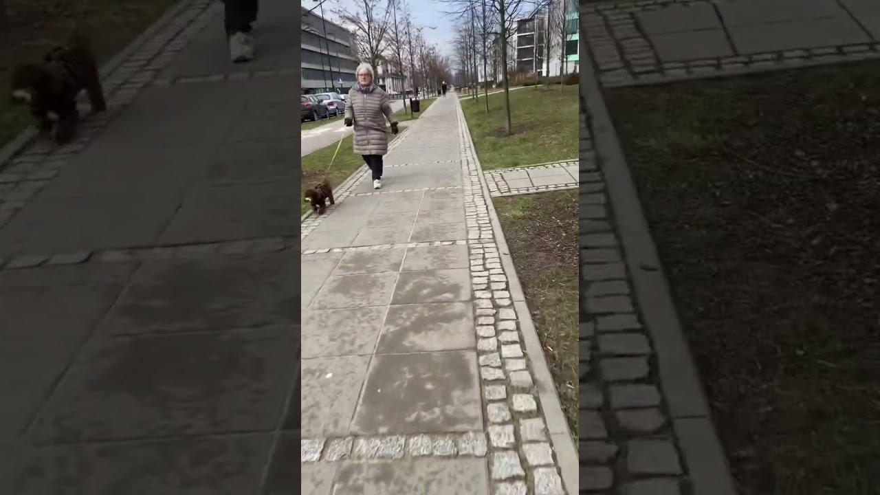 City | dog | walk 