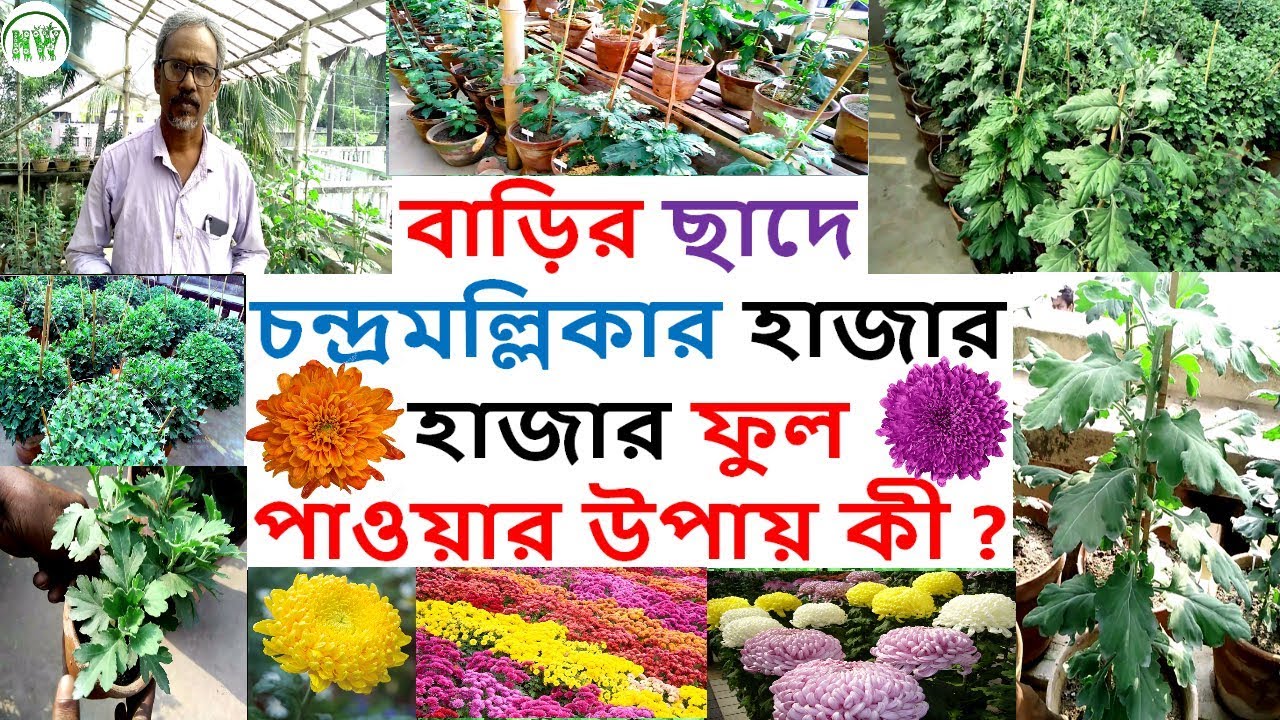অভিজ্ঞ পালবাবুর থেকে জেনে নিন চন্দ্রমল্লিকাতে প্রচুর ফুল পাওয়ার চাবিকাঠি ।।