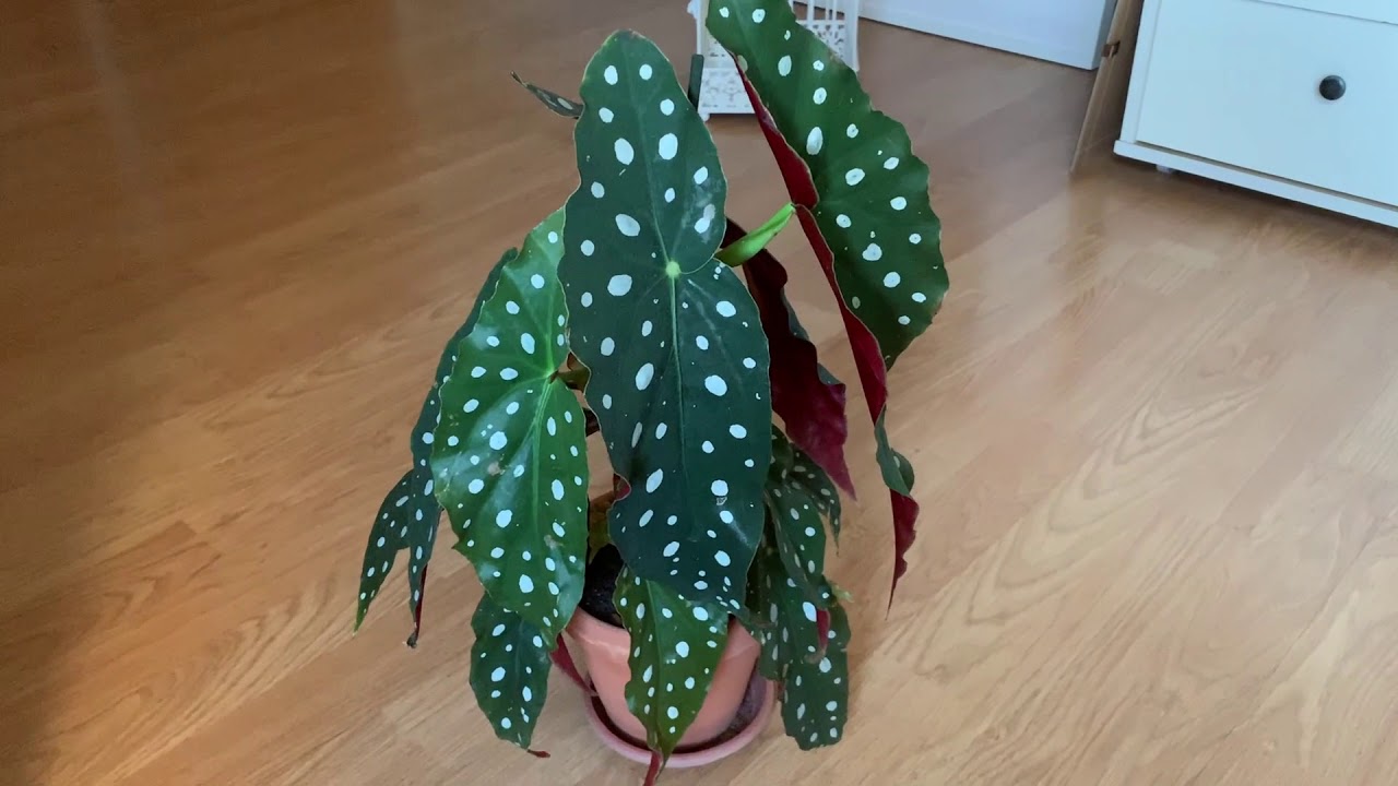 Cuidados Begonia Maculata o Begonia Ala de Ángel
