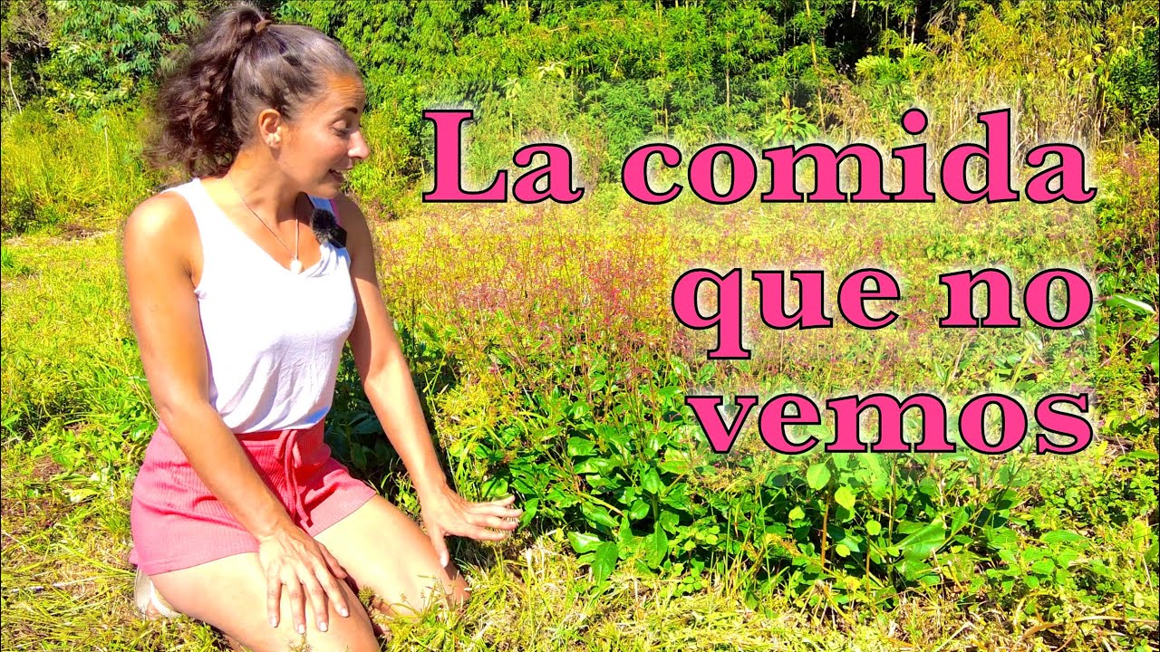 Conociendo PANCS (Lírio del Pantano, Joya del Opar, Impatiens y Kalanchoe)