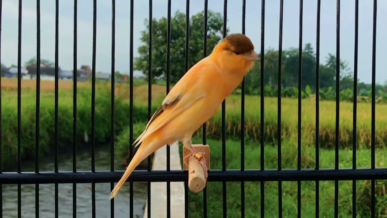 A Special Canary to Seduce All The Canaries ‼️ The Belgian Canary Training