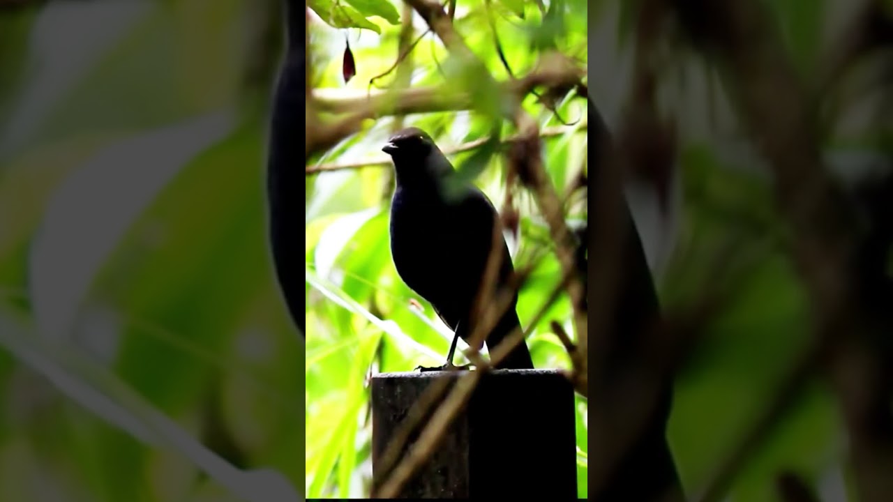 Shiny Whistling Thrush (Myophonus melanurus) -- WFC