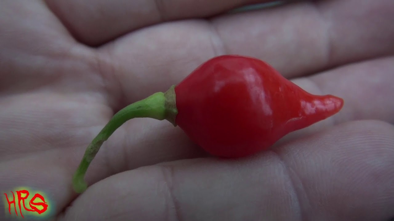 ⟹ Biquinho Pepper завод и перец обзор
