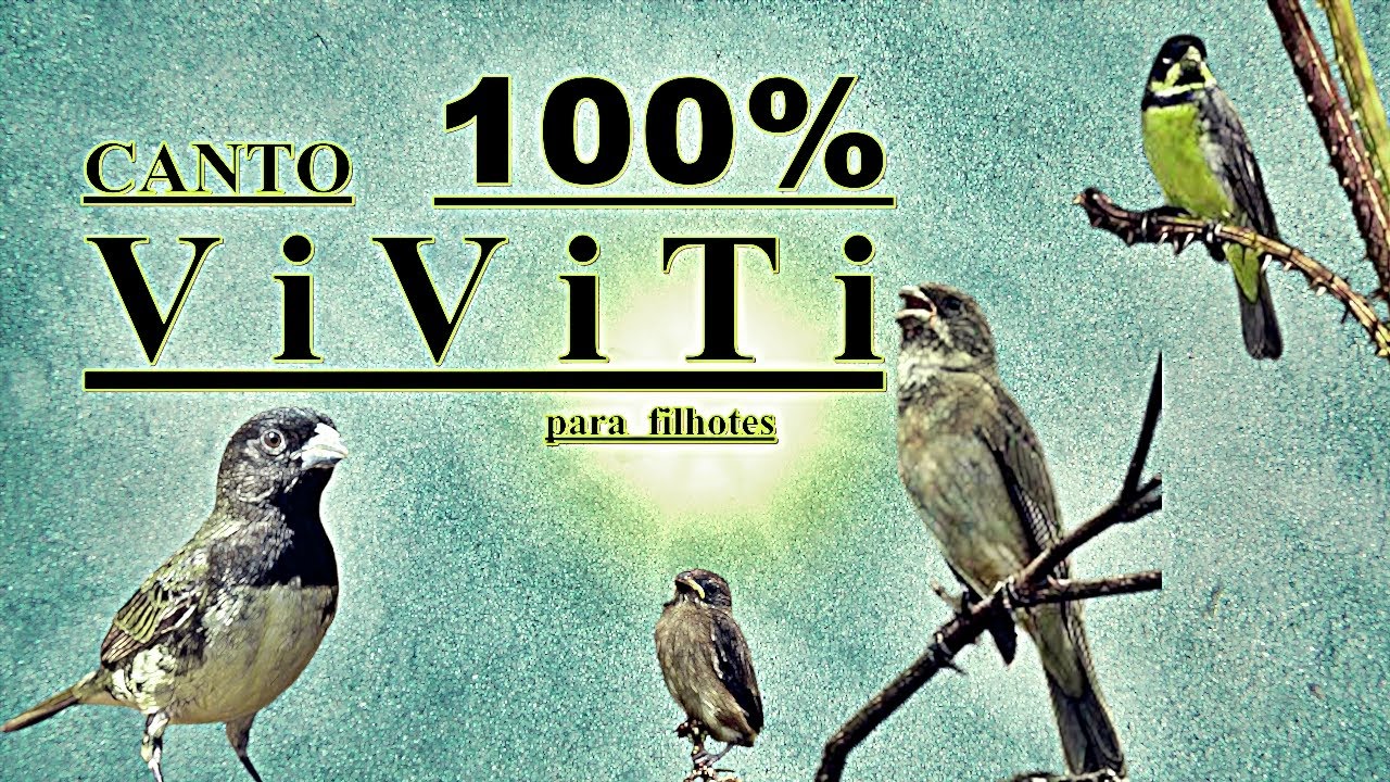 ENCARTE SEU FILHOTE COM UM CANTO TOP! CANTO VIVITI ! + DE 10HRS COM INTERVALOS SEM FRESCURA 2022