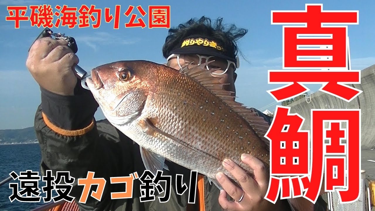 #163【カゴ釣り】遠投カゴ釣りシャトルに乗せたエビで真鯛を狙い打て‼
