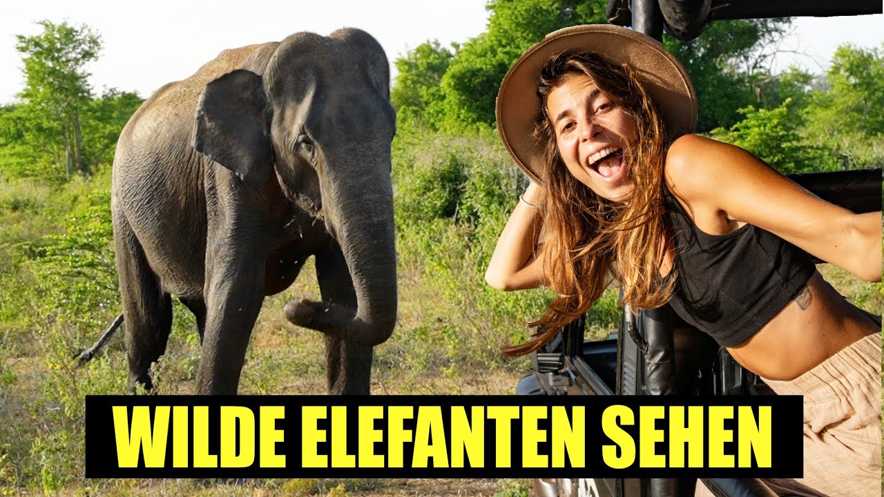 Die beste Safari in Sri Lanka?! - Wilder Baby Elefant im Udawalawe Nationalpark