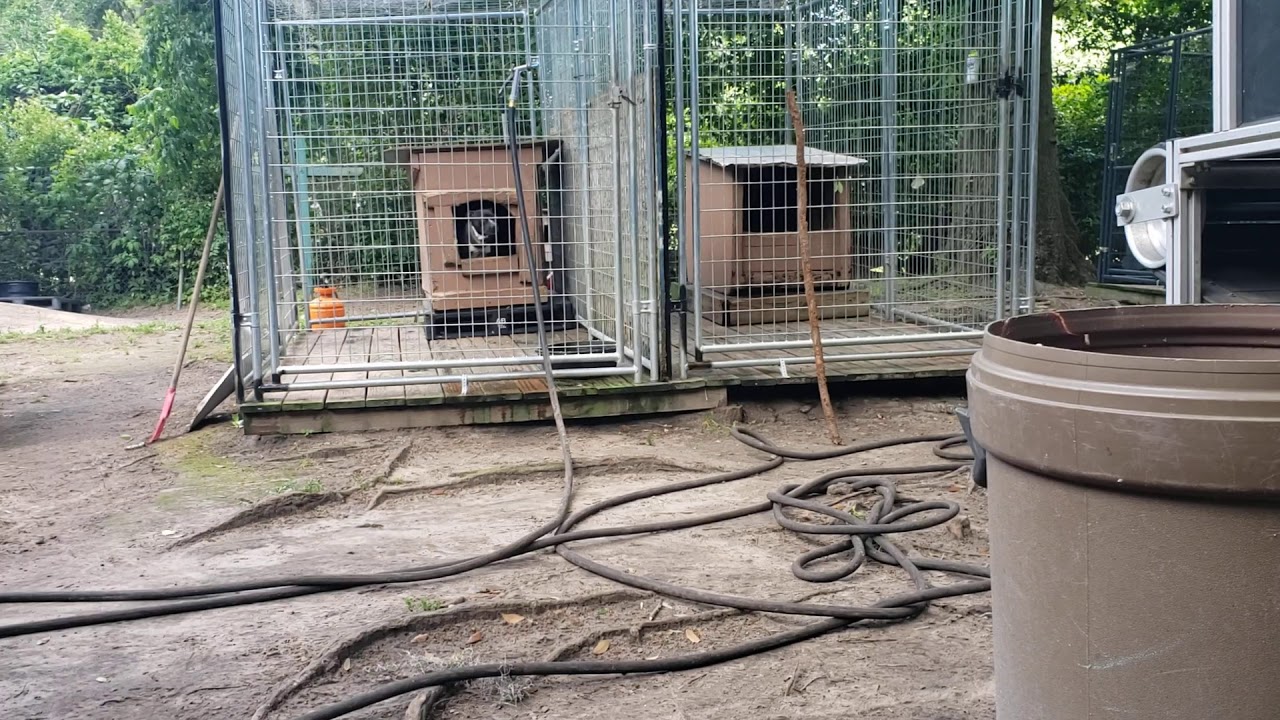 THOMPSON'S KENNEL THE CULLING PROCESS