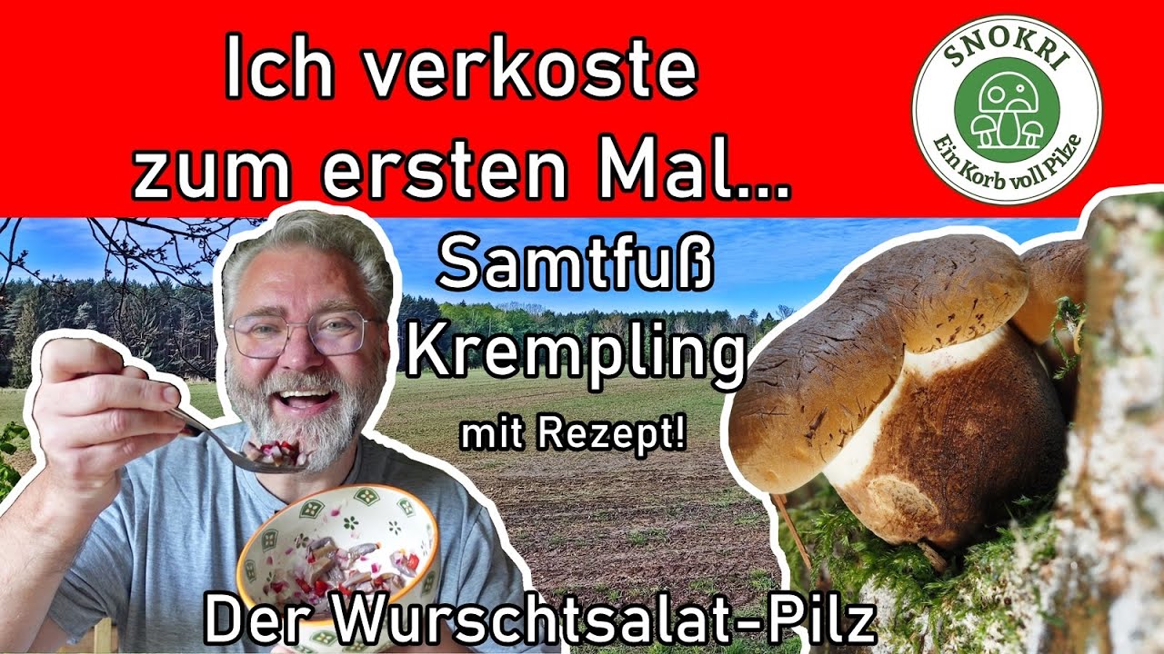 Pilze zum ersten Mal verkosten - Samtfuß Krempling - Wurstsalatpilz - Rezept für veganen Wurstsalat