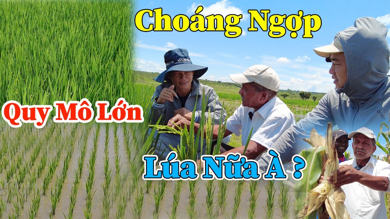 Công Giáp || Bác Fernando Choáng Ngợp Trước Cánh Đồng Lúa Của AE Team, Chỉ Số IQ Quá Cao Của Bác ???