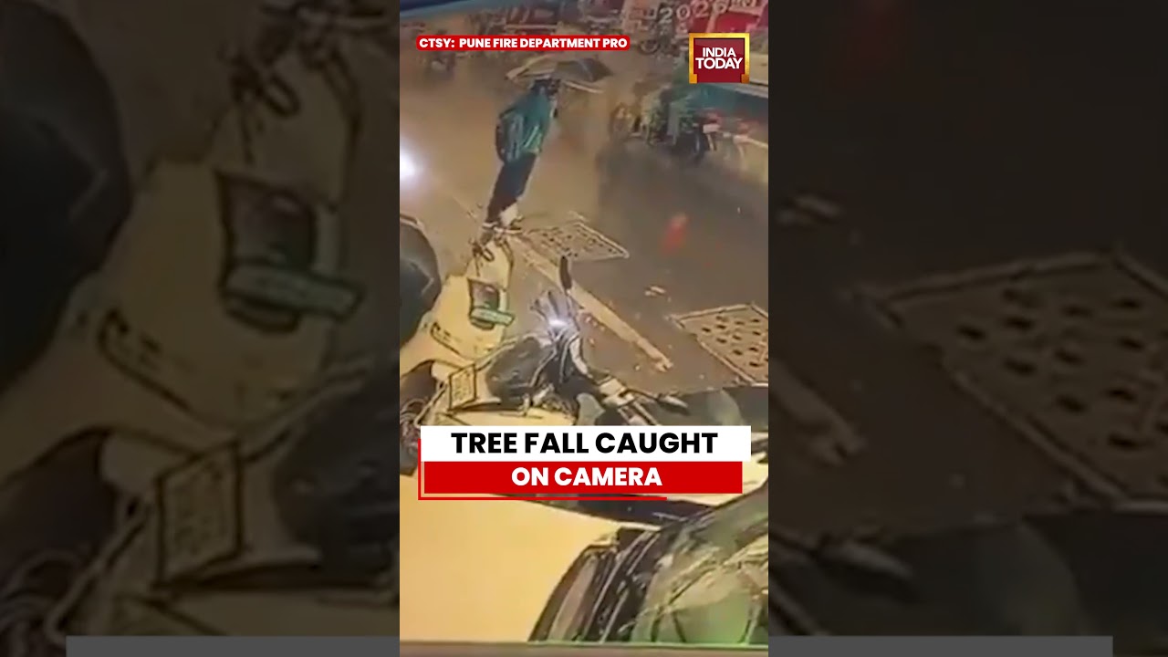 ВИДЕО: В Пуне дерево упало рядом с площадью Абхинав, девушка чудом не пострадала | Инцидент попал...