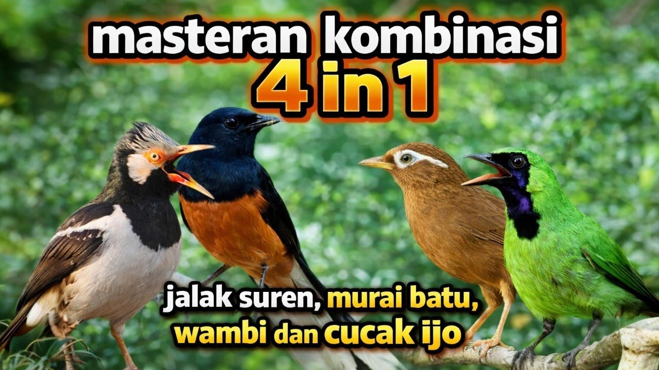 masteran kombinasi 4 in 1 jalak suren , murai batu, wambi dan cucak ijo