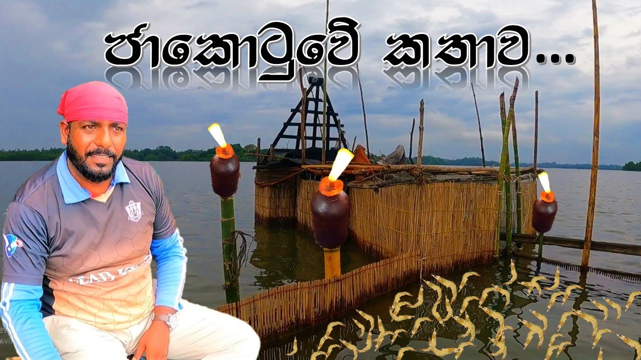 ජා කොටුව  | ලාම්පු තුනකට රැවටෙන ඉස්සො | @wishwatiyubaya 😲🦐👣